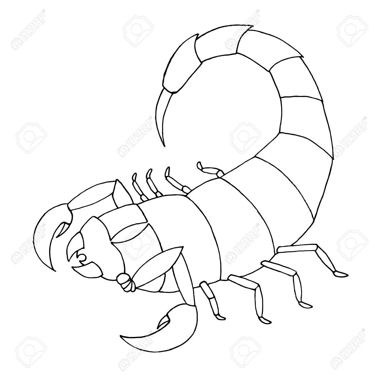 1300x1300 Scorpion Coloring Book Vector Outline Illustration Scorpio Royalty