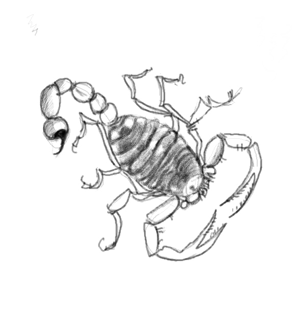 578x641 How To Draw Scorpion