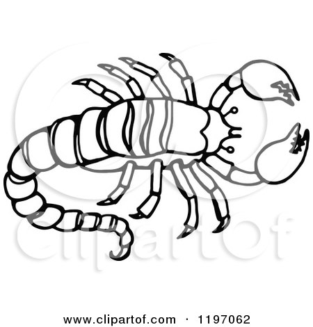 450x470 Clipart Of A Black And White Scorpion
