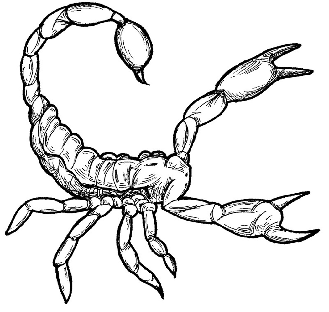 1050x996 Free Scorpion Coloring Pictures Printable For Good Draw Paint