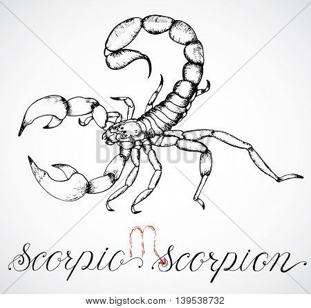 Scorpion Drawing Images at GetDrawings | Free download