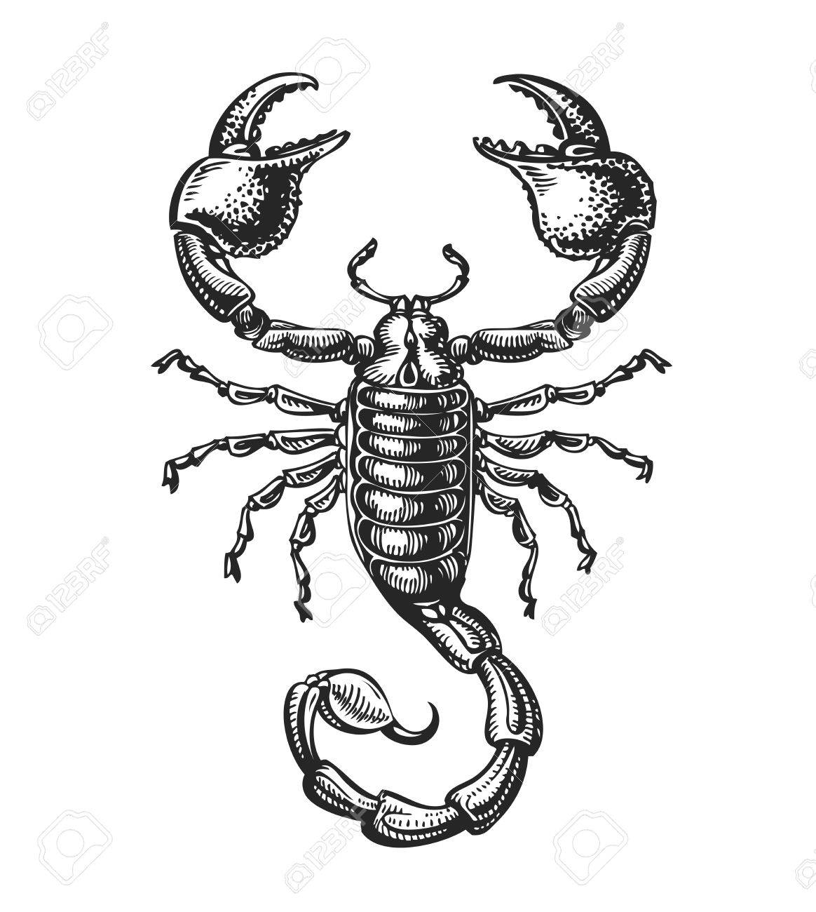 1164x1300 Sketch Of Scorpion. Tattoo Animal. Vector Illustration Royalty