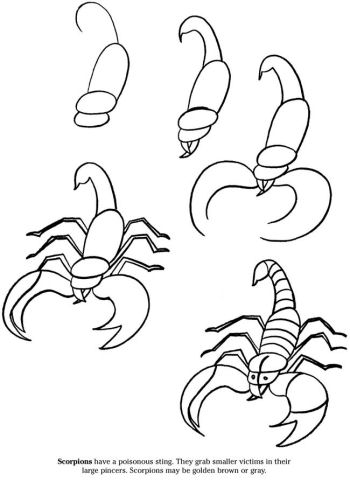 350x481 Learning About Scorpions Homeschooling Adventures