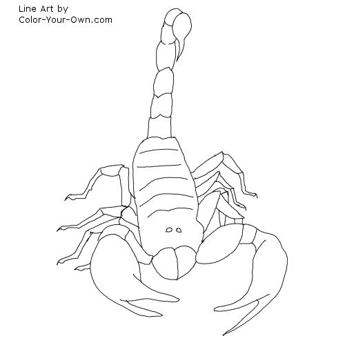 500x500 Scorpion Coloring Page