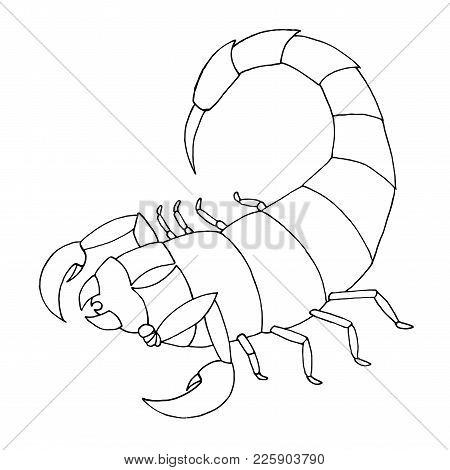 450x470 Scorpion Images, Illustrations, Vectors