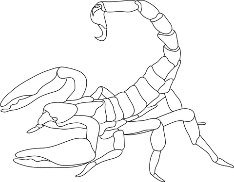 Scorpion Line Drawing at GetDrawings | Free download