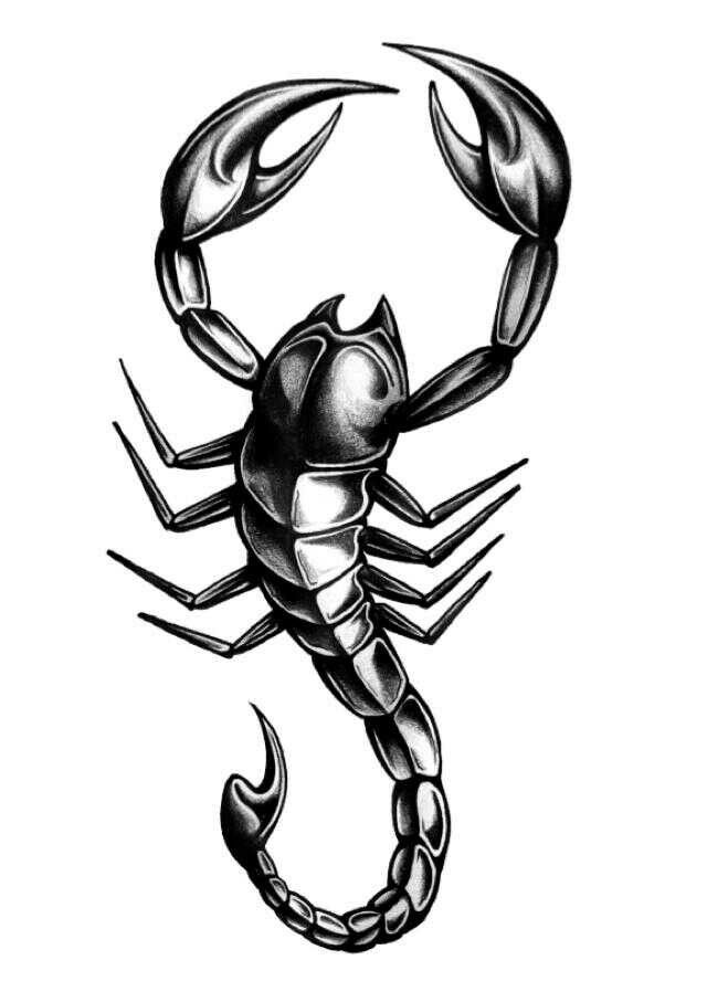 Scorpion Sketch at PaintingValley.com | Explore collection of Scorpion ...