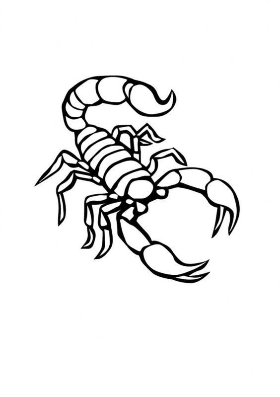 Scorpion Outline Drawing at GetDrawings | Free download