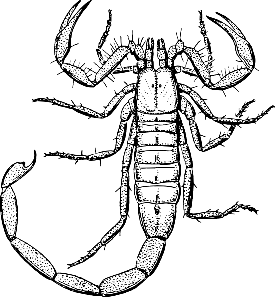 552x596 Scorpion Clip Art