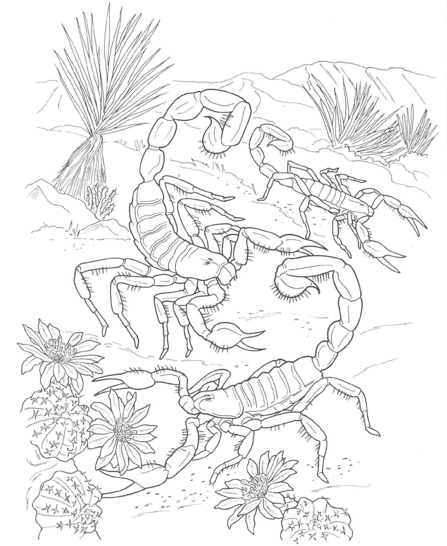 Scorpion Outline Drawing at GetDrawings | Free download