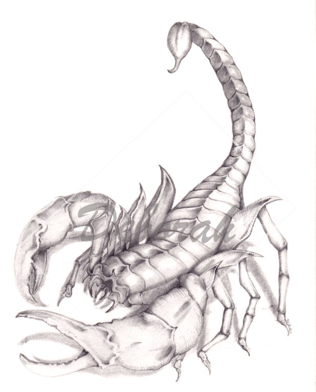 618x768 Escorpiao Scorpion By Debstradart