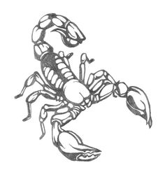 236x246 Scorpion By ~markfellows On Inspiration