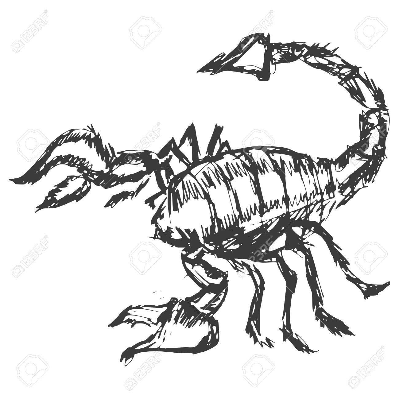 1300x1300 Hand Drawn, Cartoon, Sketch Illustration Of Scorpion Royalty Free