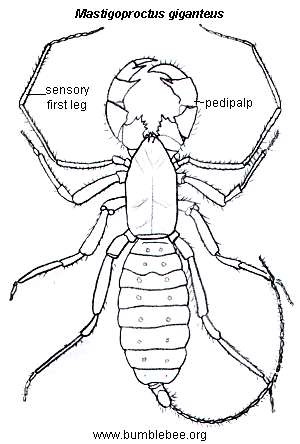 300x444 Solifugae (Wind Scorpions, Sun Spiders), Palpigradi (Microwhip