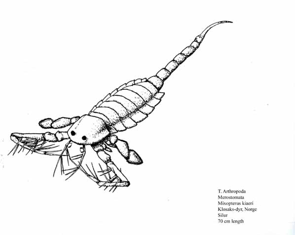 598x476 What Are Some Prehistoric Ancestors Of Scorpions Greenanswers