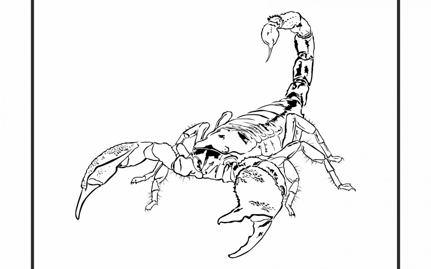 1440x900 Cartoon Scorpion Coloring Page Free Printable Animals Desert Pages