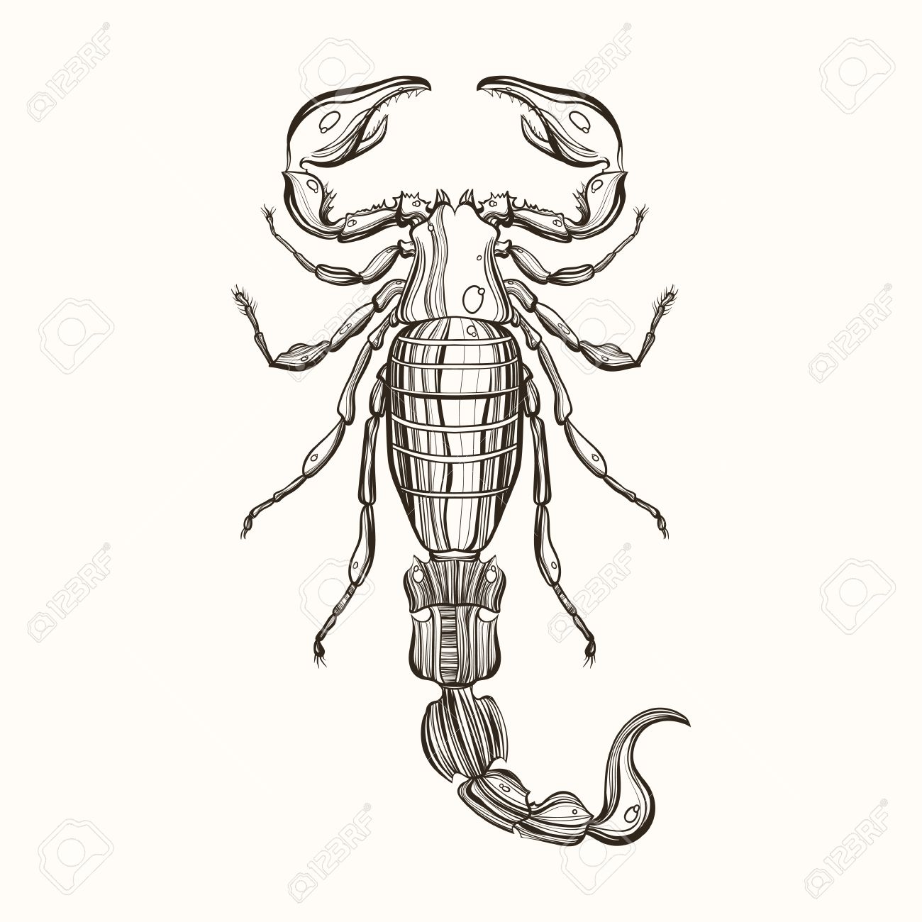 1300x1300 Hand Drawn Engraving Sketch Of Scorpion. Vector Illustration
