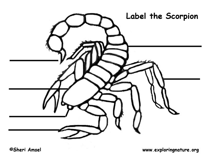 792x612 Scorpion Labeling Page