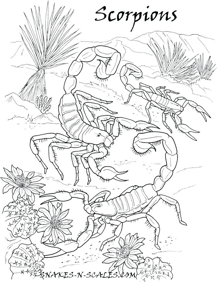 750x973 Scorpions Coloring Page Snakes N Scales Free Printable Tarantula