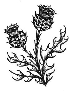 236x298 1965 British Flowers Vintage Book Plate Scottish Thistle, Milk