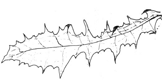 522x267 Scotchthistle.jpg