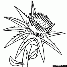 234x234 Scottish Thistle Coloring Pages