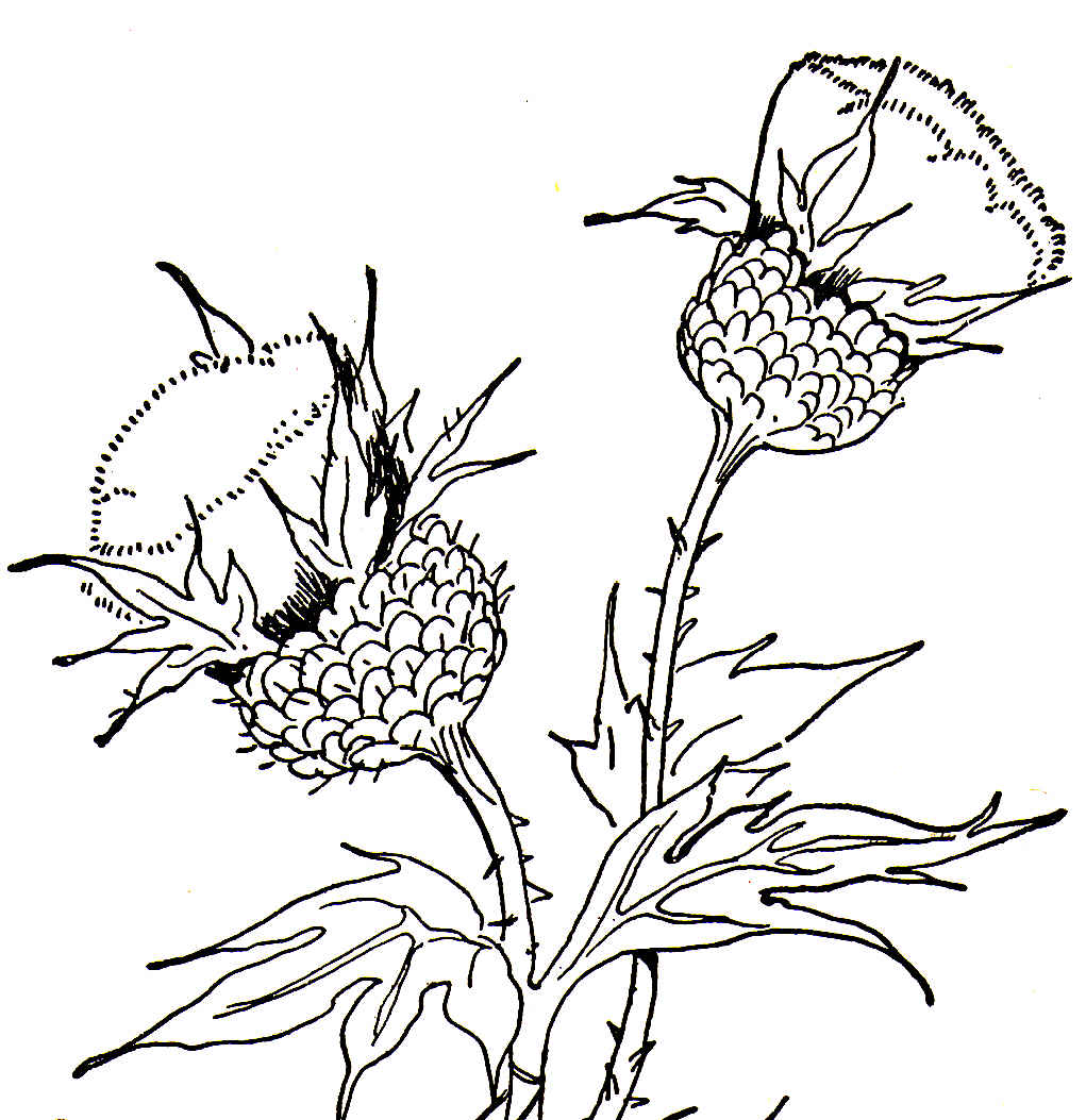 1021x1053 Scottish Thistle Line Drawing