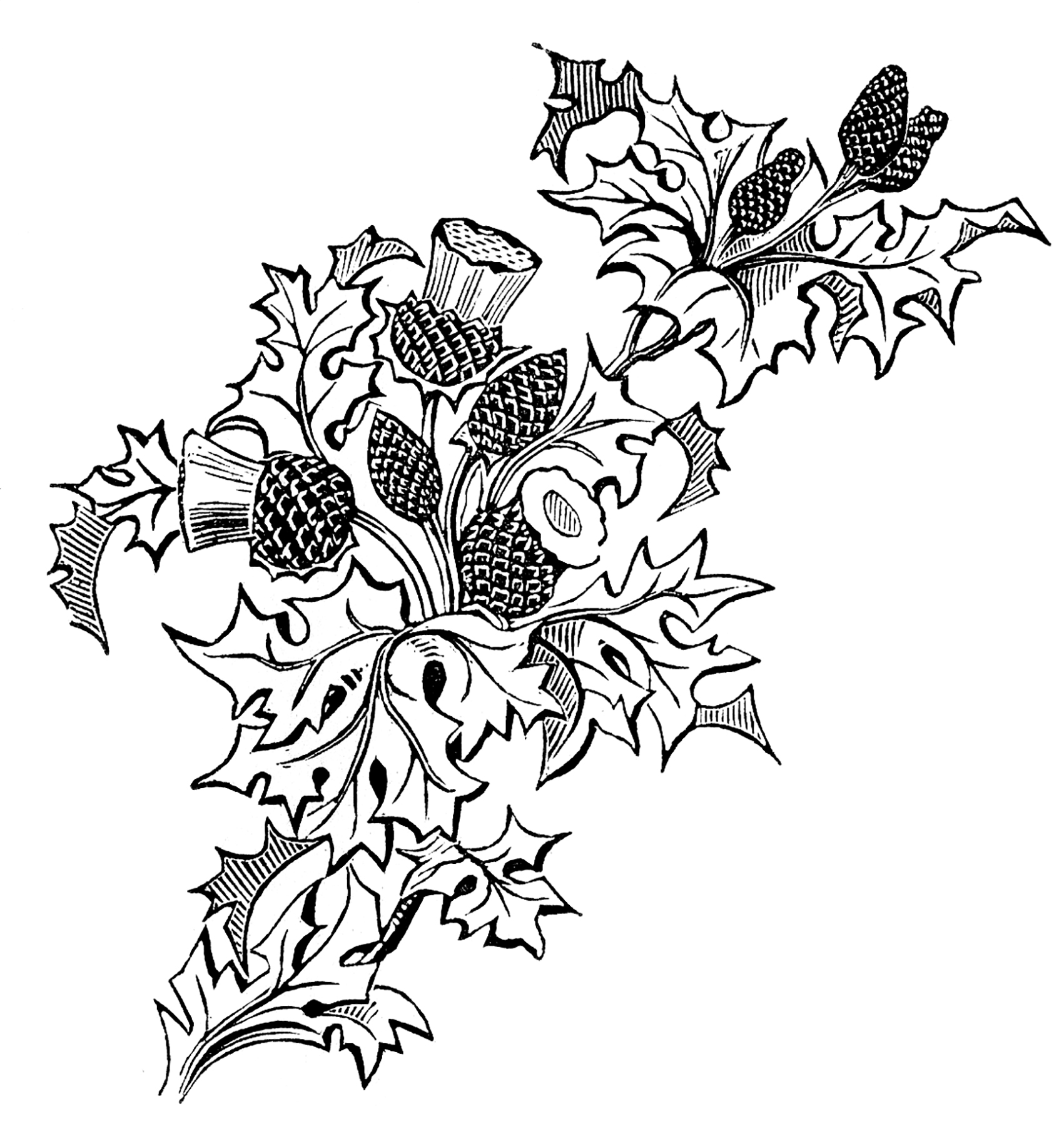 1701x1800 Thistle Pictures Clip Art