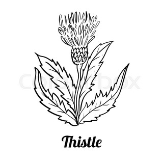 320x320 Thistle Frame Pattern Stock Vector Colourbox