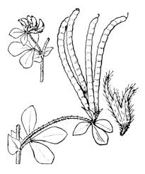 205x246 Birdsfoot Trefoil Drawing Images