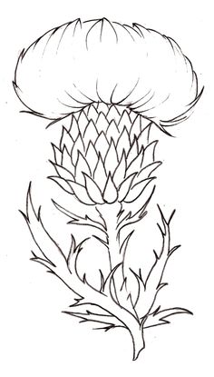 236x415 Simple Thistle Drawing