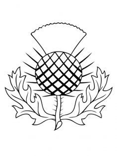 236x315 Thistle Drawing