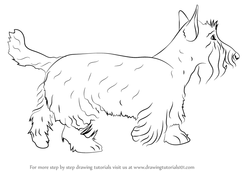 800x566 Learn How To Draw A Scottie Dog (Dogs) Step By Step Drawing