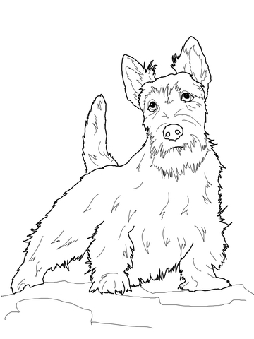 360x480 Scottish Terrier Coloring Page Free Printable Coloring Pages
