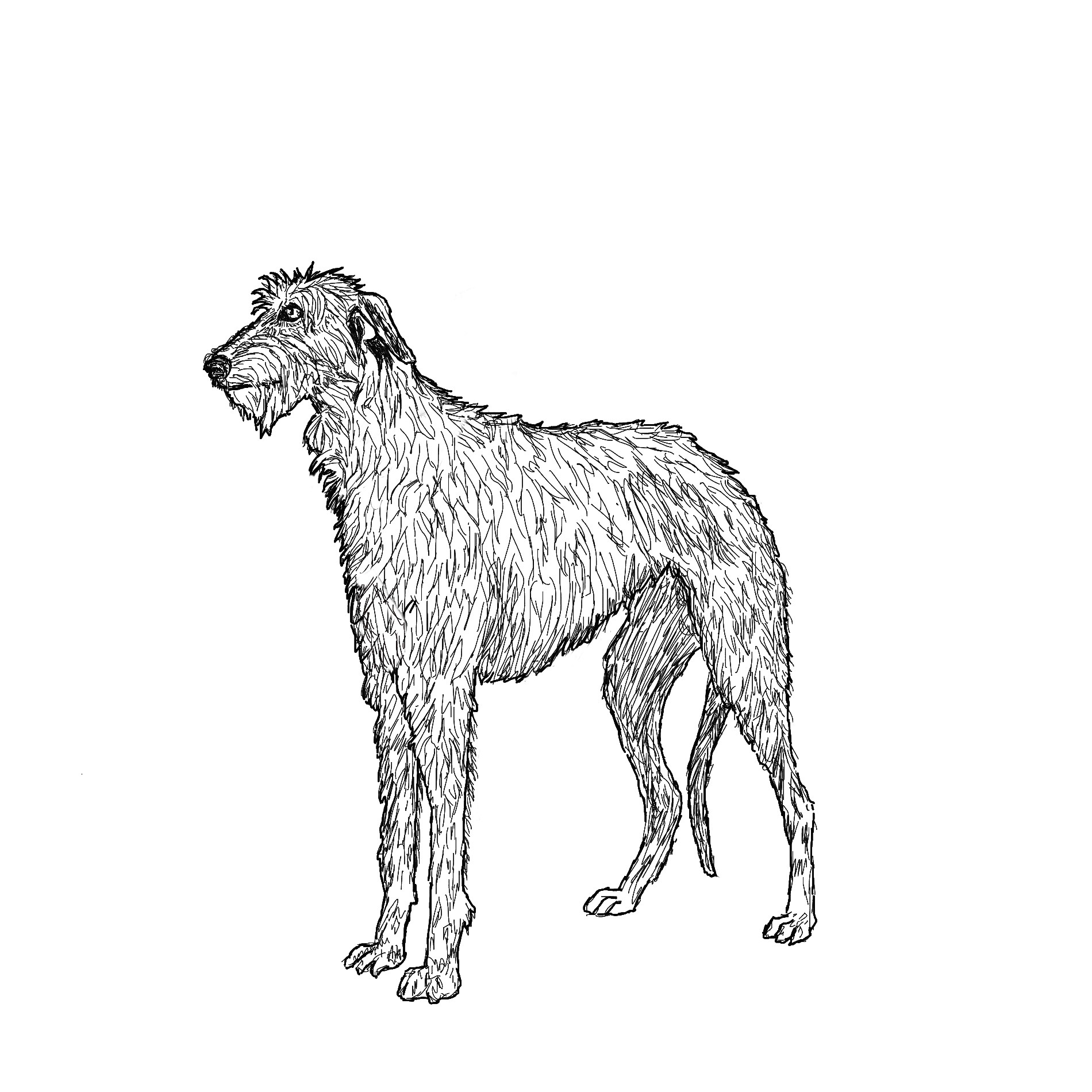 1900x1900 Scottish Deerhound