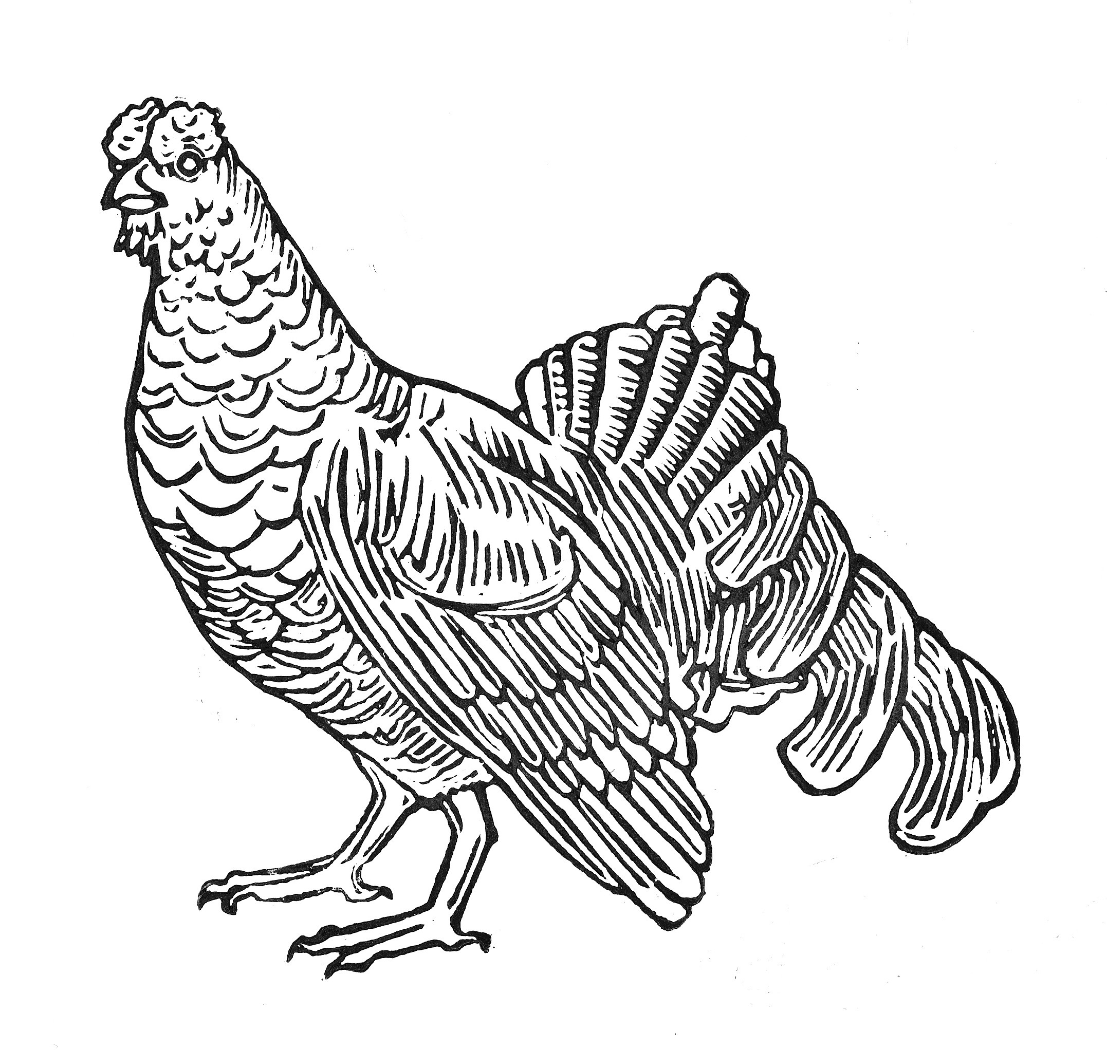 2154x2044 Scottish Priority Species Prints Sarah Gittins