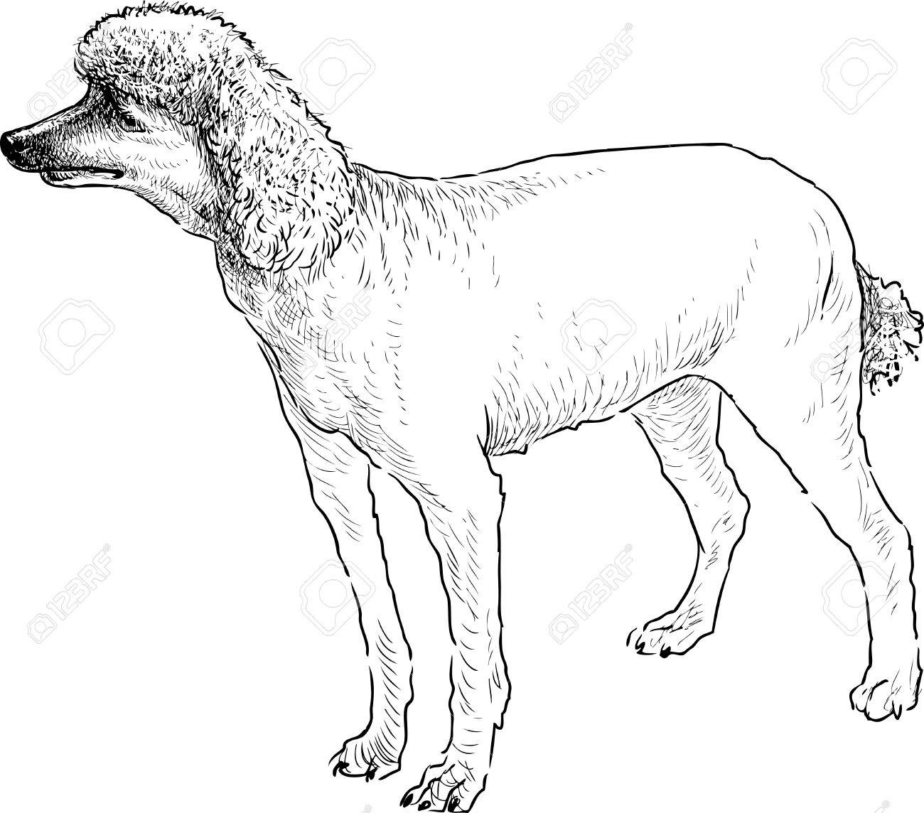 1300x1144 Sketch Of A Shorn Scottish Poodle. Royalty Free Cliparts, Vectors