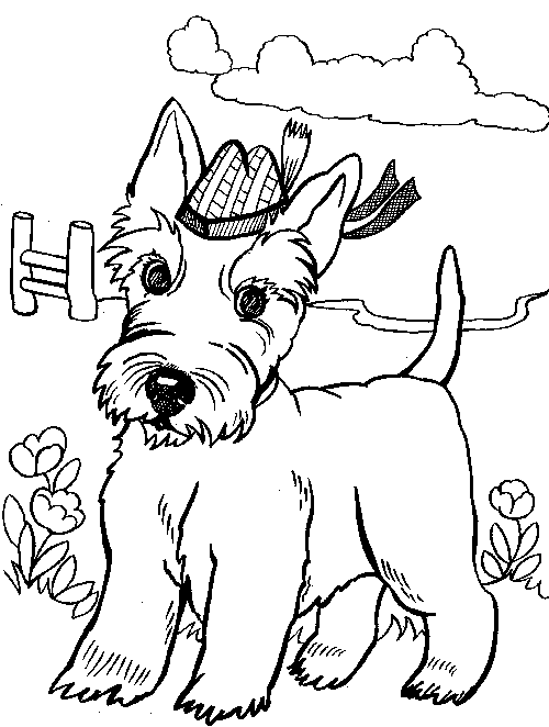 500x662 Scottish Terrier Coloring Pages