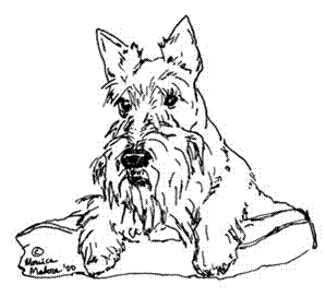 Scottish Terrier Drawing at GetDrawings | Free download