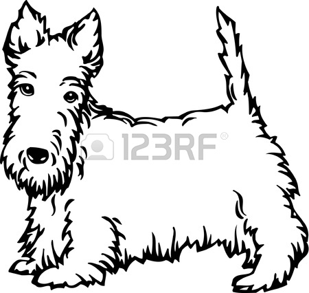 450x426 Scottish Terrier Royalty Free Cliparts, Vectors, And Stock