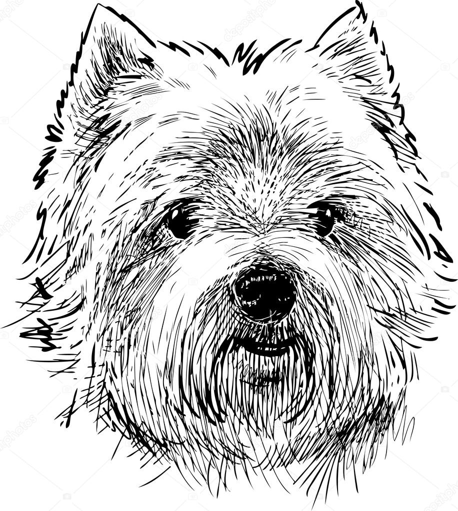 916x1023 Portrait Of A Scottish Terrier Stock Vector Samakarov@mail.ru