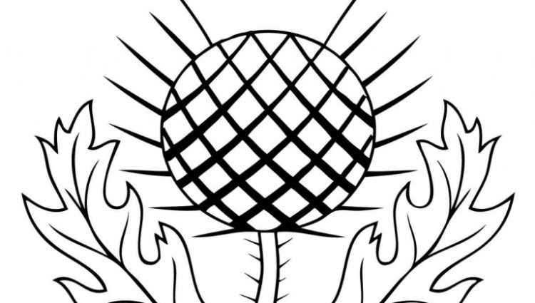 750x425 The Thistle Of Scotland Coloring Page Free Printable Coloring