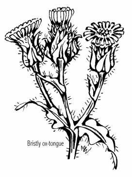 272x364 Scottish Thistle Woodcut