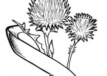 210x150 Clip Art Scottish Thistle Clip Art