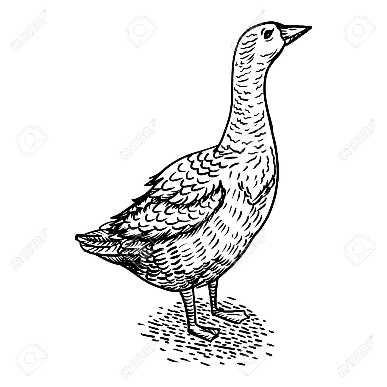1300x1300 Goose Bird Engraving Vector Illustration. Scratch Board Style