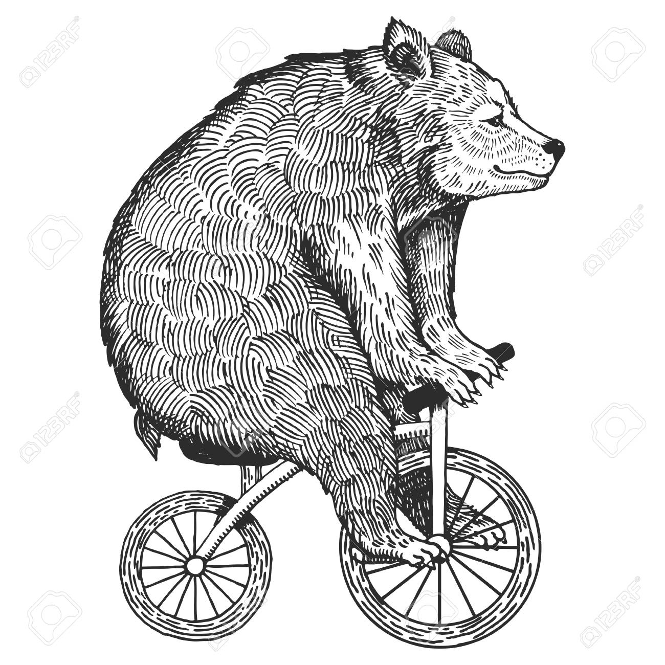 1300x1300 Circus Bear On Bicycle Vector Illustration. Scratch Board Style
