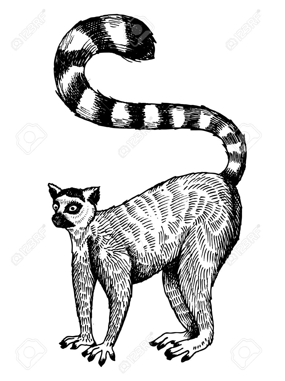 975x1300 Ring Tailed Lemur Engraving Vector Illustration. Scratch Board