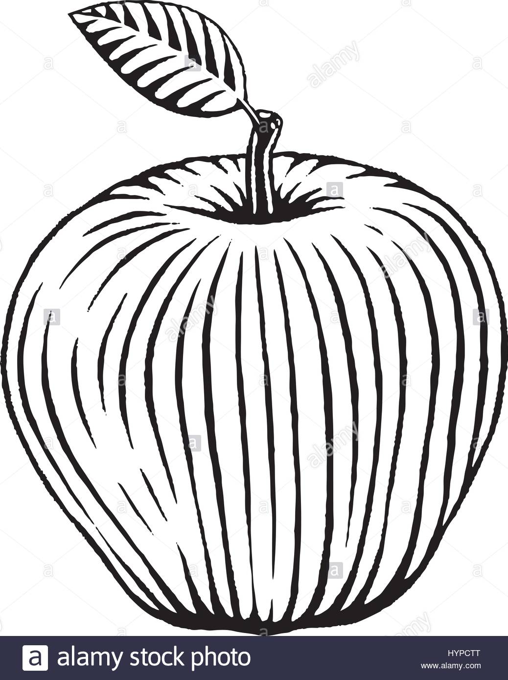 1038x1390 Vector Illustration A Scratchboard Style Ink Drawing