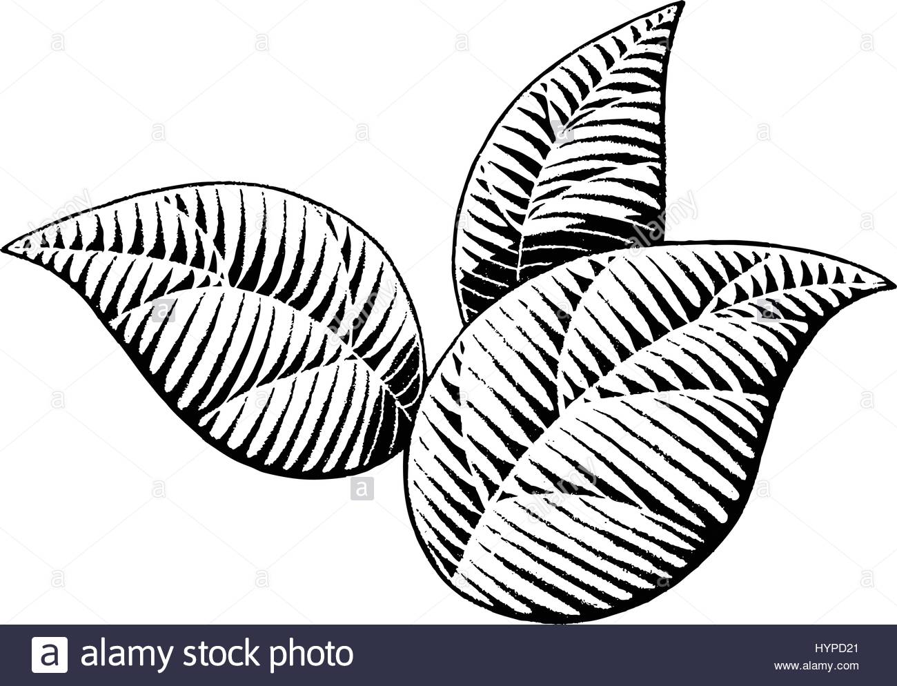 1300x994 Vector Illustration Of A Scratchboard Style Ink Drawing Of Leaves