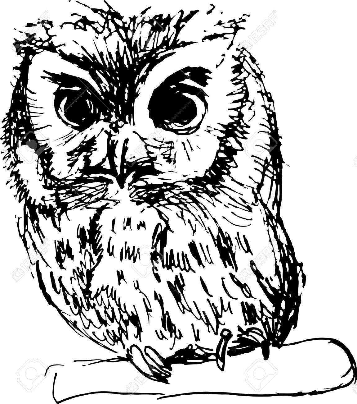 1151x1300 Hand Drawn Sketch Of An Owl Vector Illustration Royalty Free